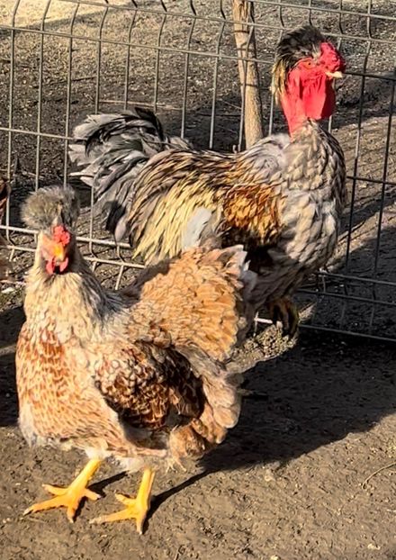 F308AFCE-2A1F-4069-8C8A-B2ACA61F174E - Puisori 2021