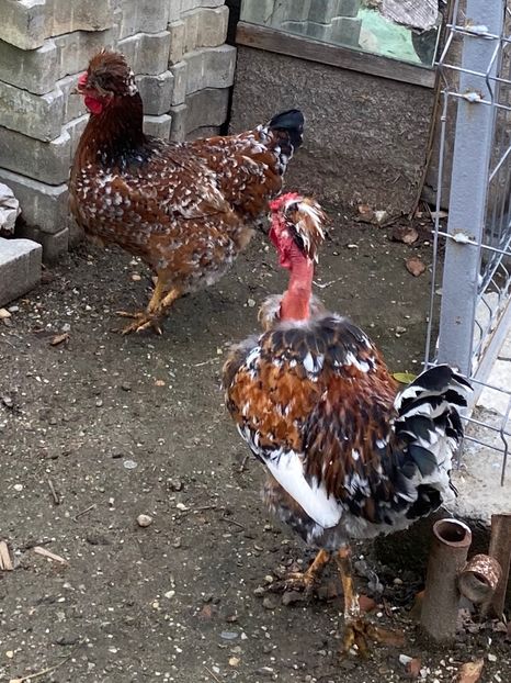 6F56A71F-35BA-457B-B6A5-BE54E0D6607C - Puisori 2021