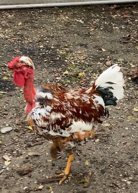 0F0841A8-A341-41B3-BBCE-539EFB44AAC4 - Puisori 2021