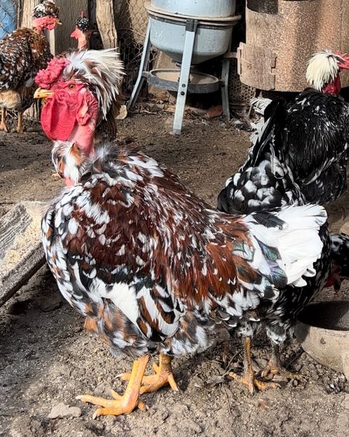 092DEEEE-4FE1-4F96-91DA-ED14E8D89856 - Puisori 2021