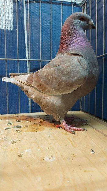 F 2021 - Tineret matca 2022