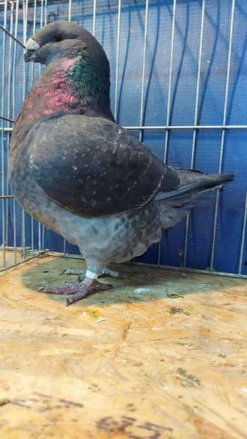 M 2021 - Tineret matca 2022