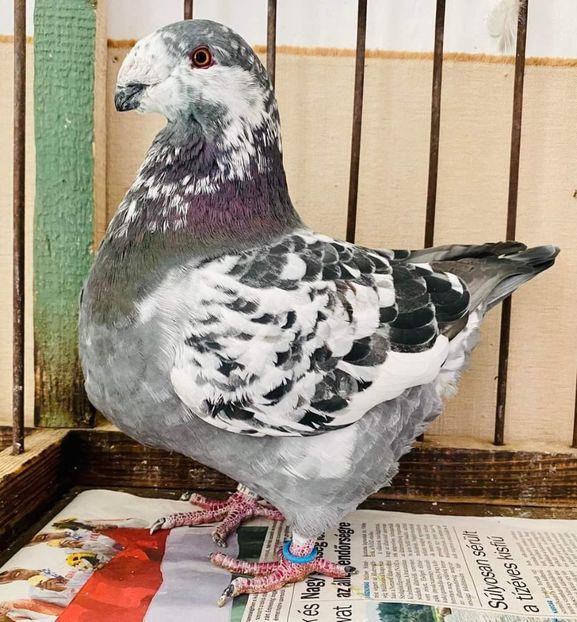 M 2021 - Masculi matca 2022