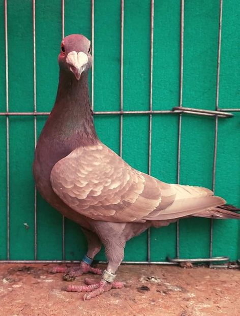  - Nu îmi aparțin 3