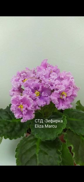 Poza Eliza - STD-Zefirca