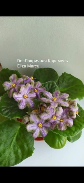 Poza Eliza - DN-Lacricinaia Carameli