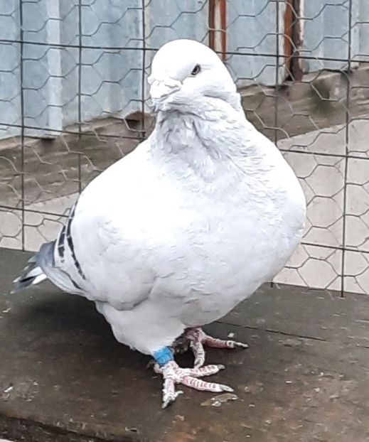  - Păsările mele