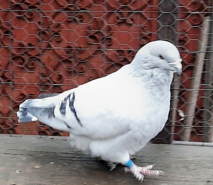  - Păsările mele