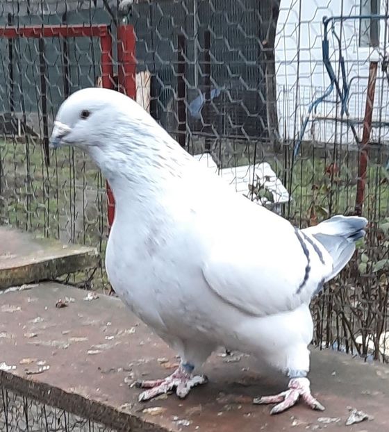  - Păsările mele
