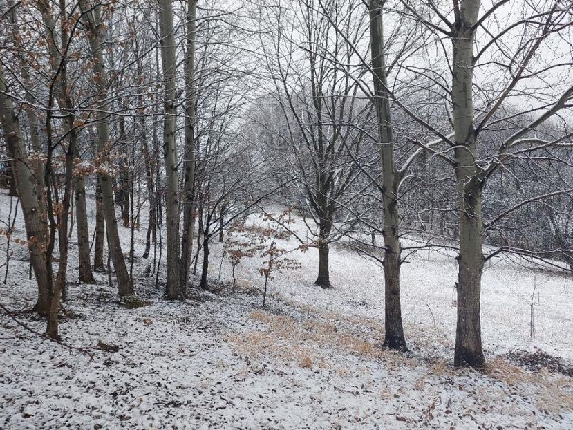 Iarna... in padurice - 1 Gradina mea