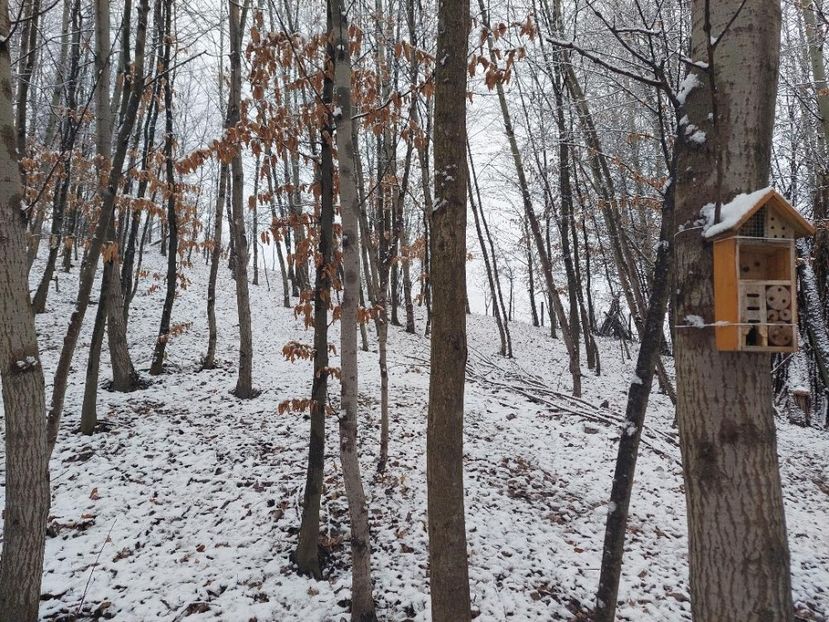  - 1 Gradina mea