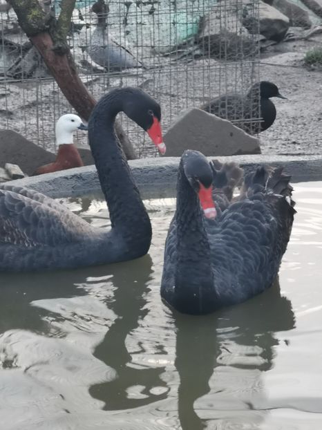  - Lebede Negre