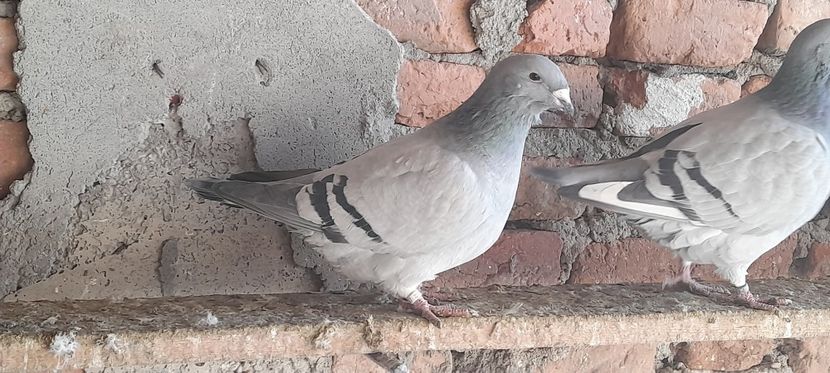  - Standard și vrdf 2021