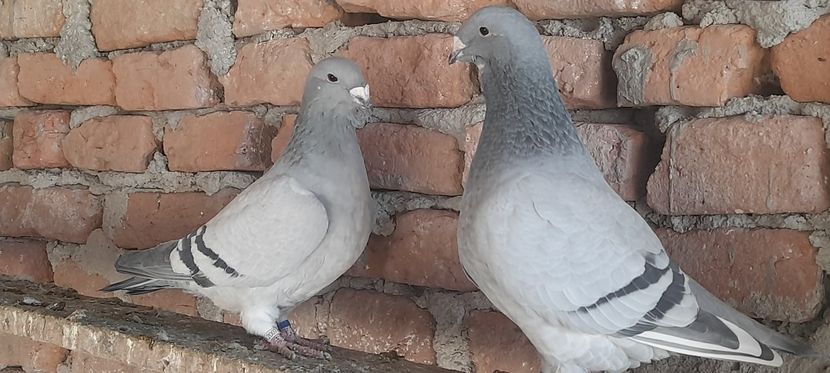  - Standard și vrdf 2021