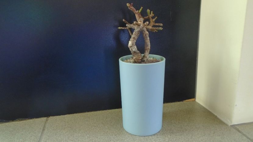 Portulacaria afra - Suculente-Agave-Yucca si Dracaena 2021