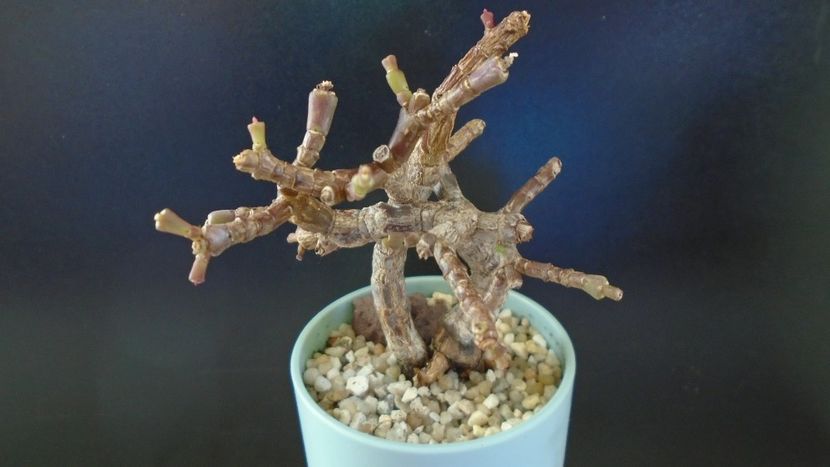 Portulacaria afra - Suculente-Agave-Yucca si Dracaena 2021