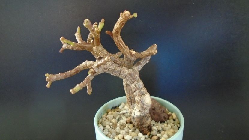 Portulacaria afra - Suculente-Agave-Yucca si Dracaena 2021
