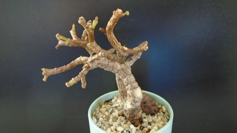 Portulacaria afra - Suculente-Agave-Yucca si Dracaena 2021