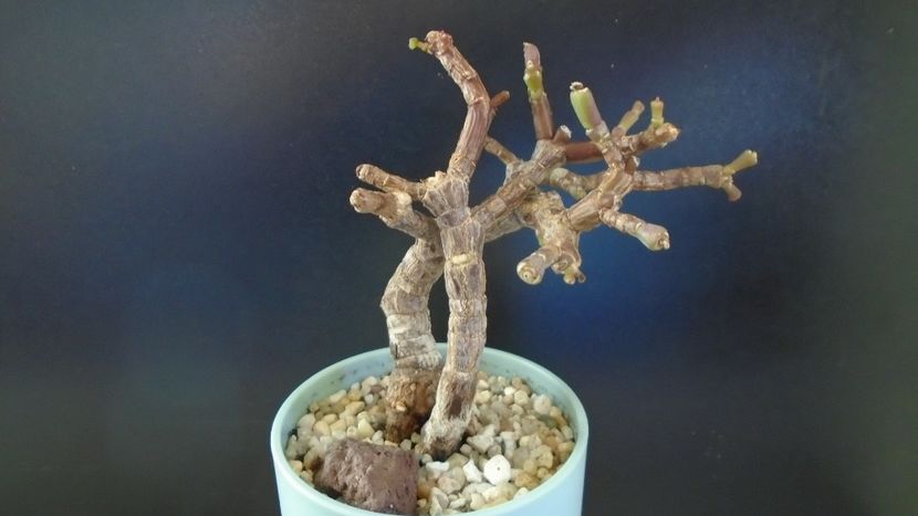 Portulacaria afra - Suculente-Agave-Yucca si Dracaena 2021