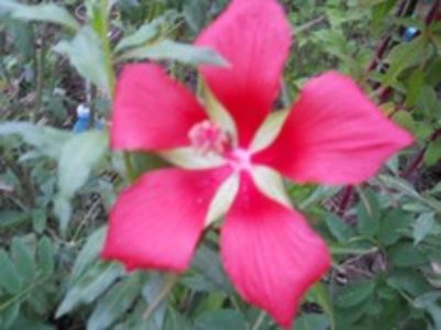 hibiscus coccineus 20sem-5lei - Seminte disponibile