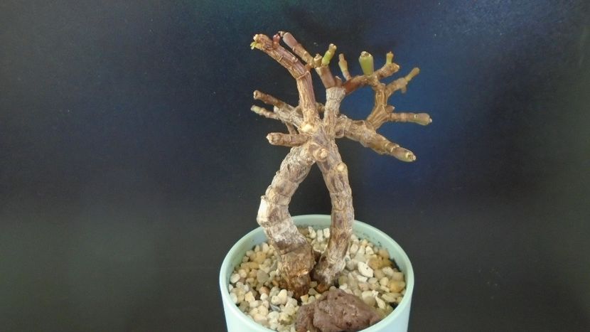 Portulacaria afra - Bonsai si prebonsai 2020-2023