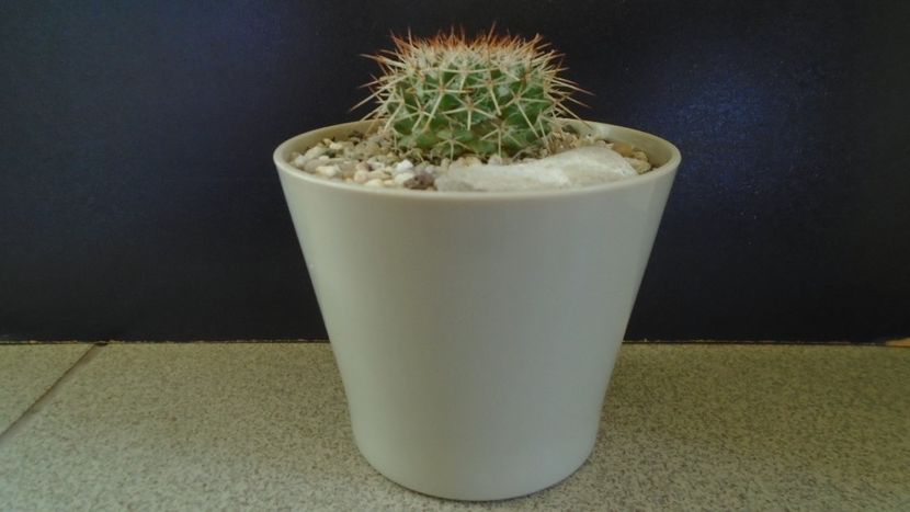 Mammillaria karwinskiana - Cactusi 2021 bis