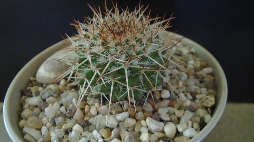 Mammillaria karwinskiana - Cactusi 2021 bis