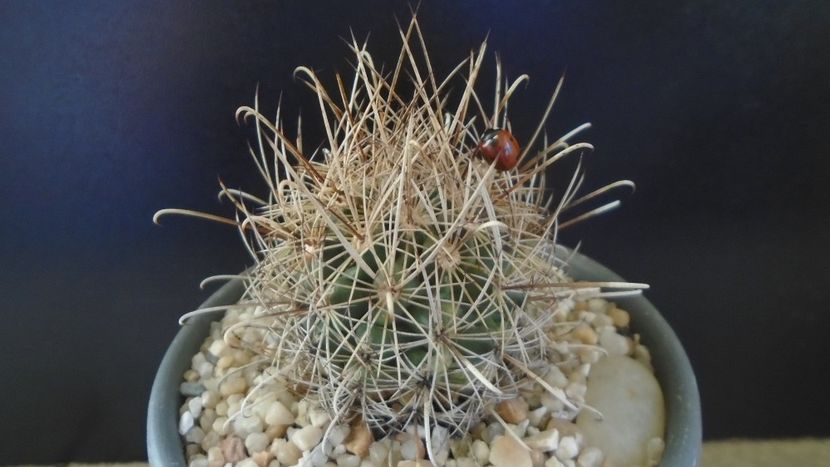 Sclerocactus (Ancistrocactus) scheeri (-12 C) - Cactusi 2021 bis
