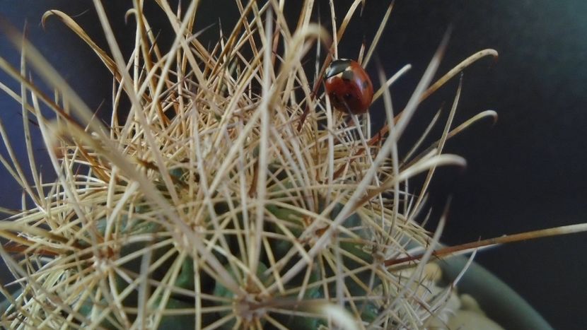 Sclerocactus (Ancistrocactus) scheeri (-12 C) - Cactusi 2021 bis