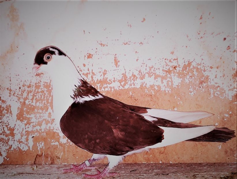 12778  femelă  2021 - B - perechi 2022