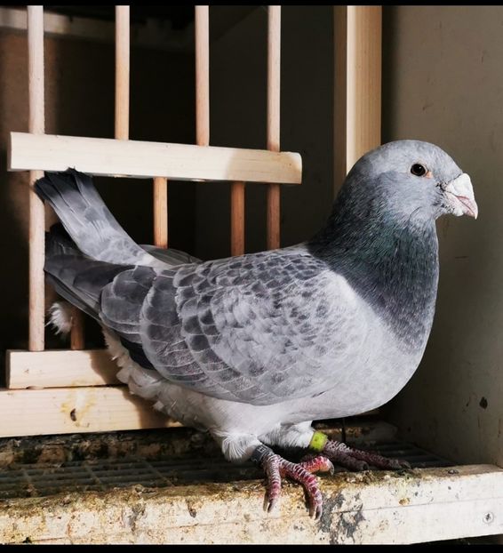 Mascul Mesi 2020 - 2022 Porumbei Voiajori Standard Guți și Albaștri