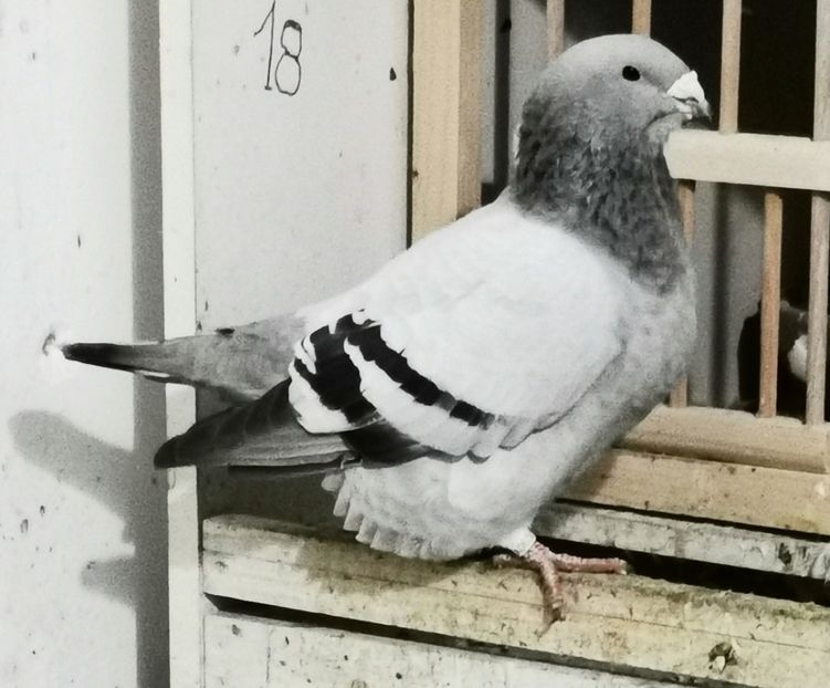 Mascul 2021 Frizianu - 2022 Porumbei Voiajori Standard Guți și Albaștri