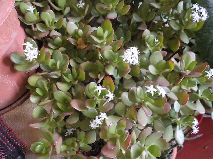  - crassula ovata
