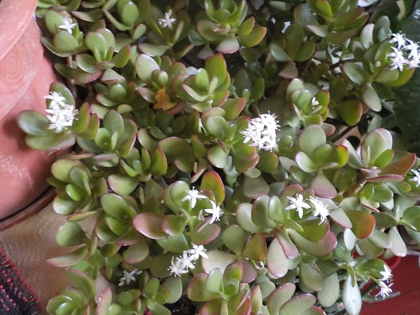  - crassula ovata