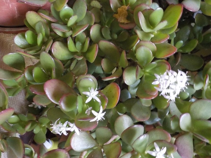  - crassula ovata