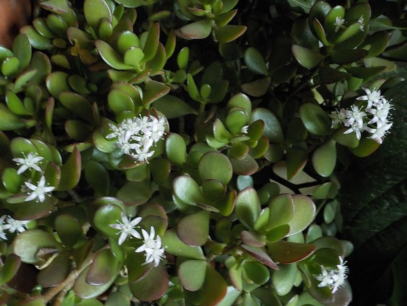  - crassula ovata