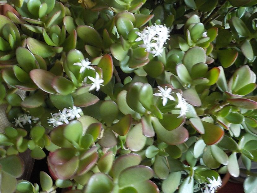  - crassula ovata