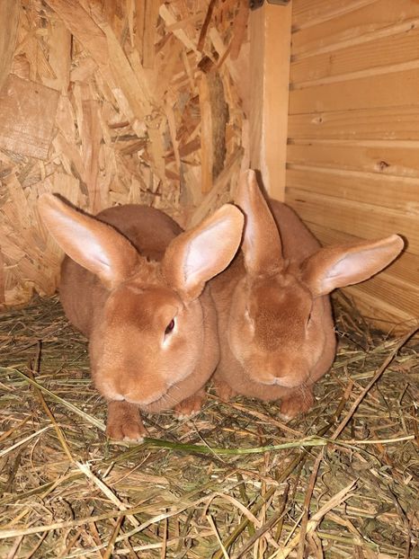 galbeni 3 - Cuib din 20 09 2021