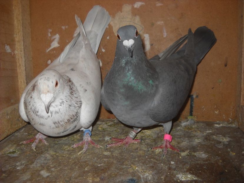  - UNDEVA IN SUCEAVA arhiva