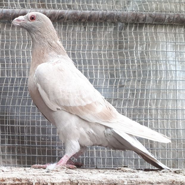 F 2021 - dragoon2021