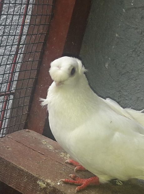 Pui 2021 - Jucători de BĂLȚI 2021