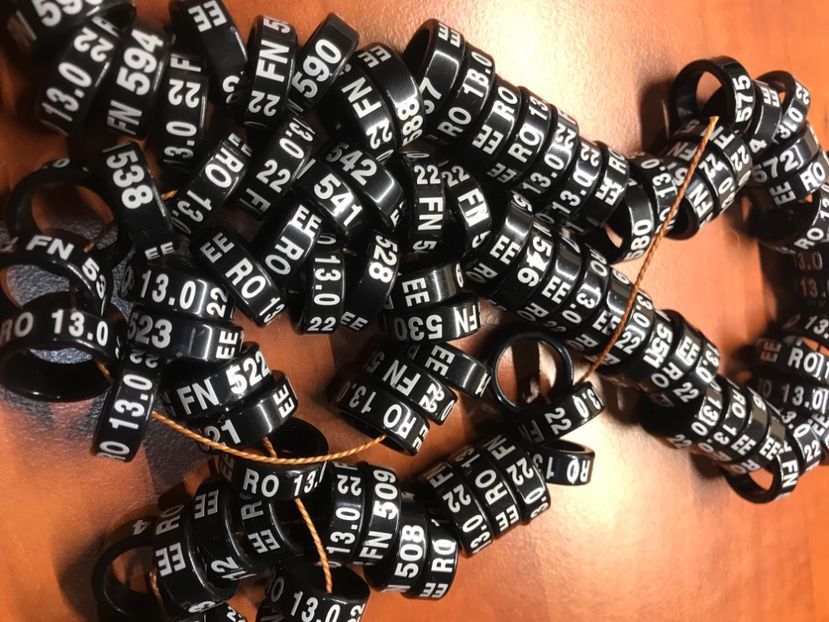 BE0054A6-962B-4EC2-B420-0FD39CEB3E92 - 00 Inele Ornament EEFN 2022