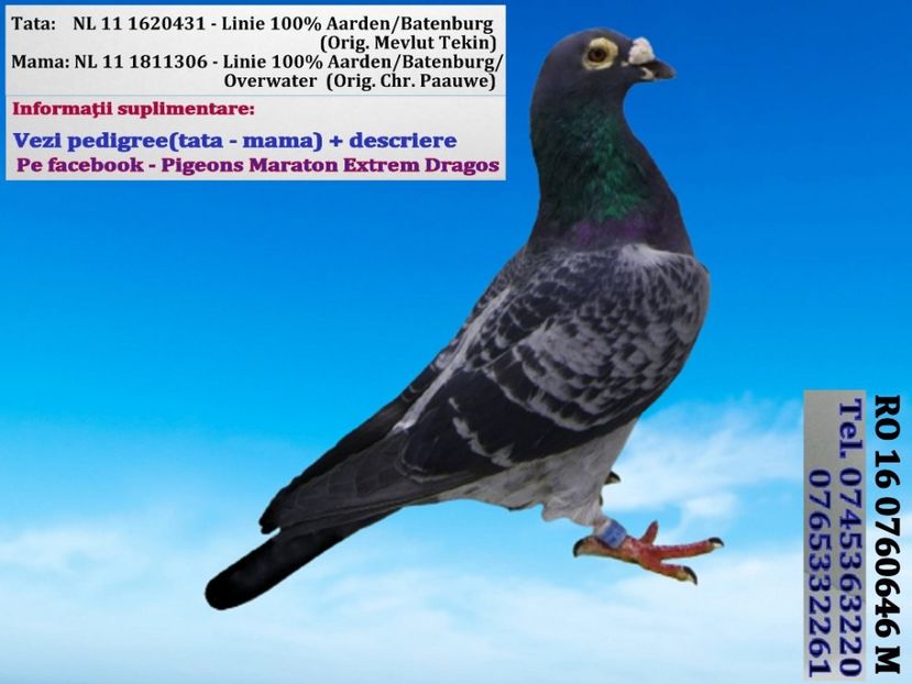 RO 16 0760646 M Pret 200 Lei negociabil + transportul - PENTRU POSTAT SI REPOSTAT