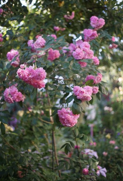  - Belle de Sardaigne