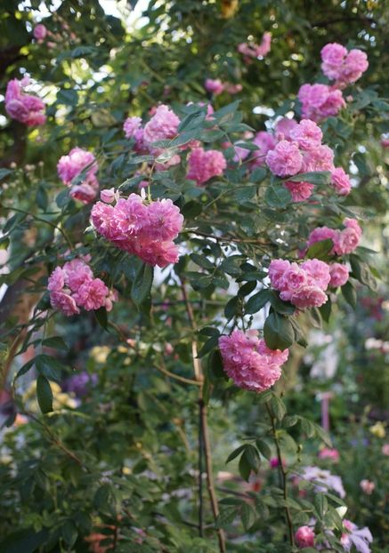  - Belle de Sardaigne