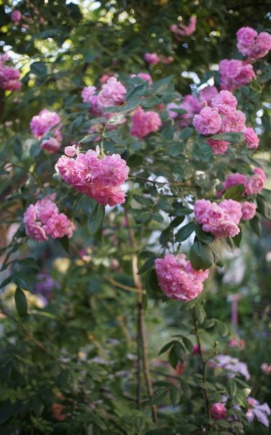  - Belle de Sardaigne