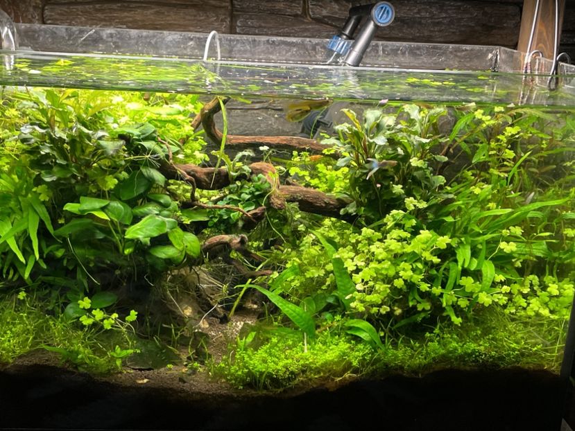 C544EB88-B513-46D3-932C-FD30C47C6BB8 - acvariu