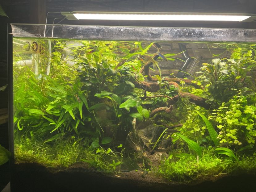 2340538D-37F2-4EBE-92AC-D4B137B17E97 - acvariu