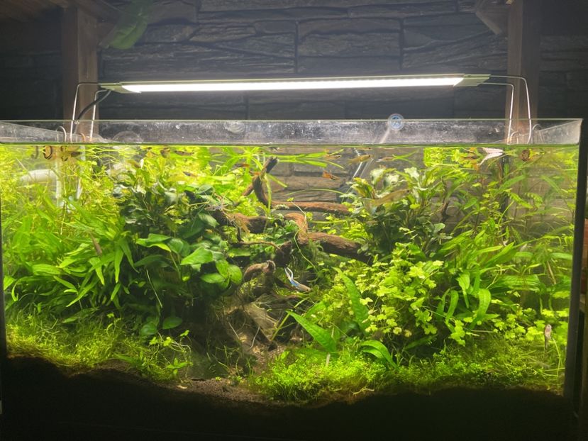 6D120D54-92E9-4405-B983-5ACF228897FA - acvariu