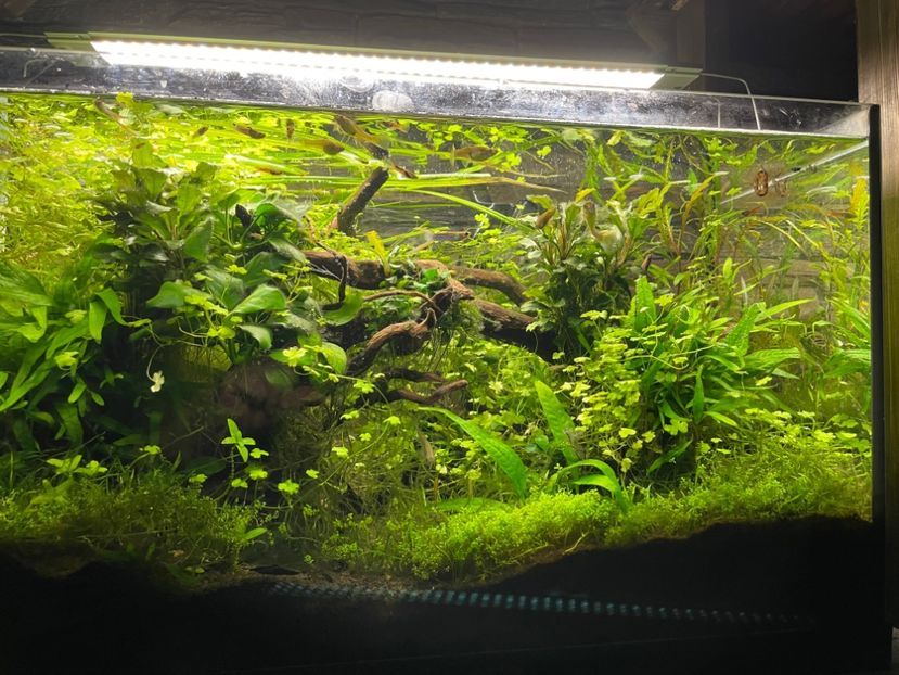 4CB1A4C7-E538-4E93-A22B-F2E994B16DD8 - acvariu